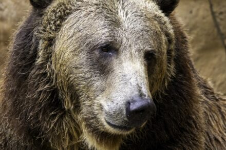 ancient wisdom mind-body distance A brown bear standing next to a rock wall
