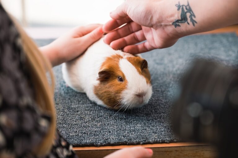 a person petting a brown and white guinea pig