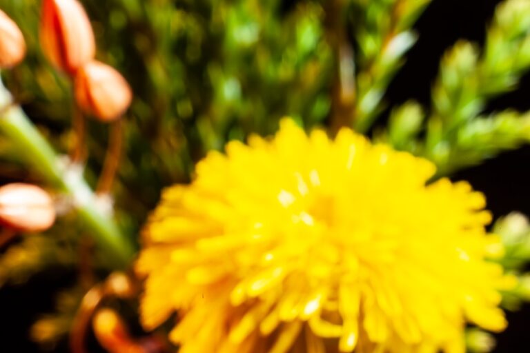 a close up of a yellow flower