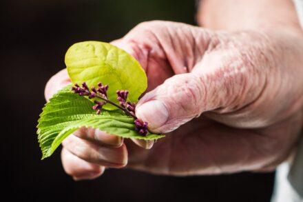 Herbal Medicine green leaf on persons hand