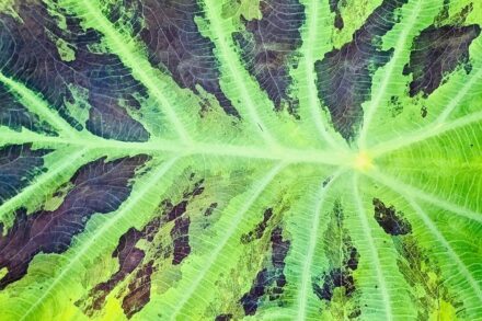 Quantum Healing Integrating Naturopathic Approaches into Whole-Person Wellness: How 8 Holistic Disciplines Unite 2 green and black leaves on body of water