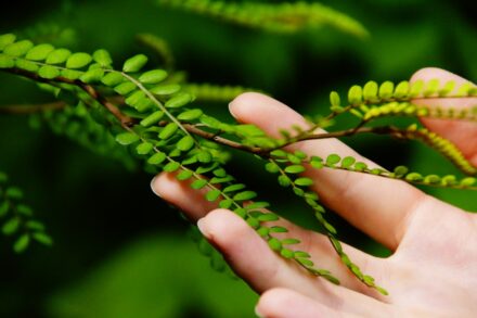 green plant on persons hand