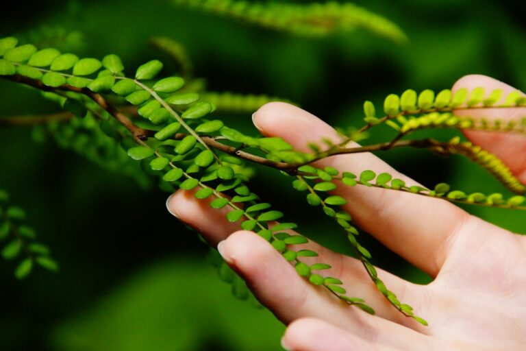 green plant on persons hand