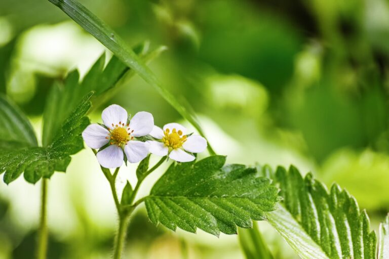 Strawberry flowers bloom amongst green leaves.