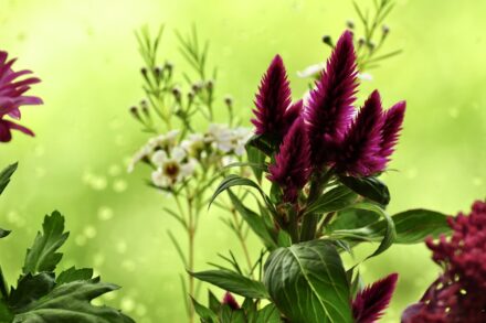 red flower with green leaves