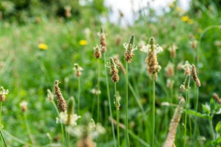 herbal medicine healing physical healing strategies with medicinal plants