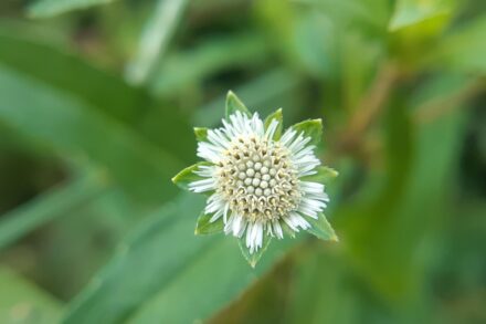 a close up of a white flower with green leaves