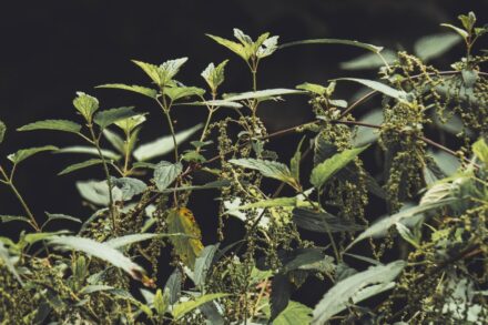 Herbal Tinctures Make Use Them Effectively: Your Complete 101 Guide 2 green leaves with black background