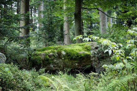Person practicing ecotherapy well nature mental health in a forest