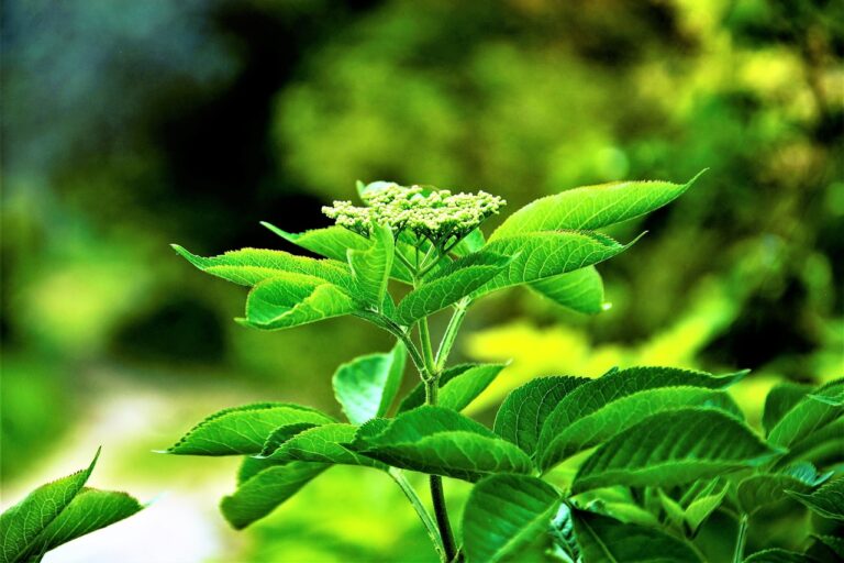a close-up of a plant