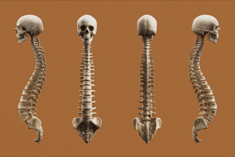 Four views of a human skeleton.