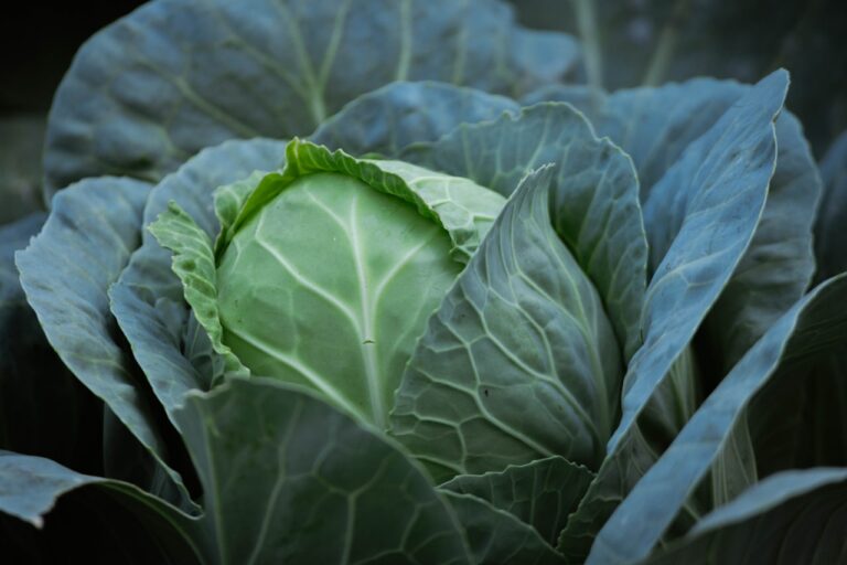 Close-up of a fresh green cabbage with large leaves