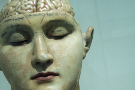 rTMS (Repetitive Transcranial Magnetic Stimulation) human anatomy model